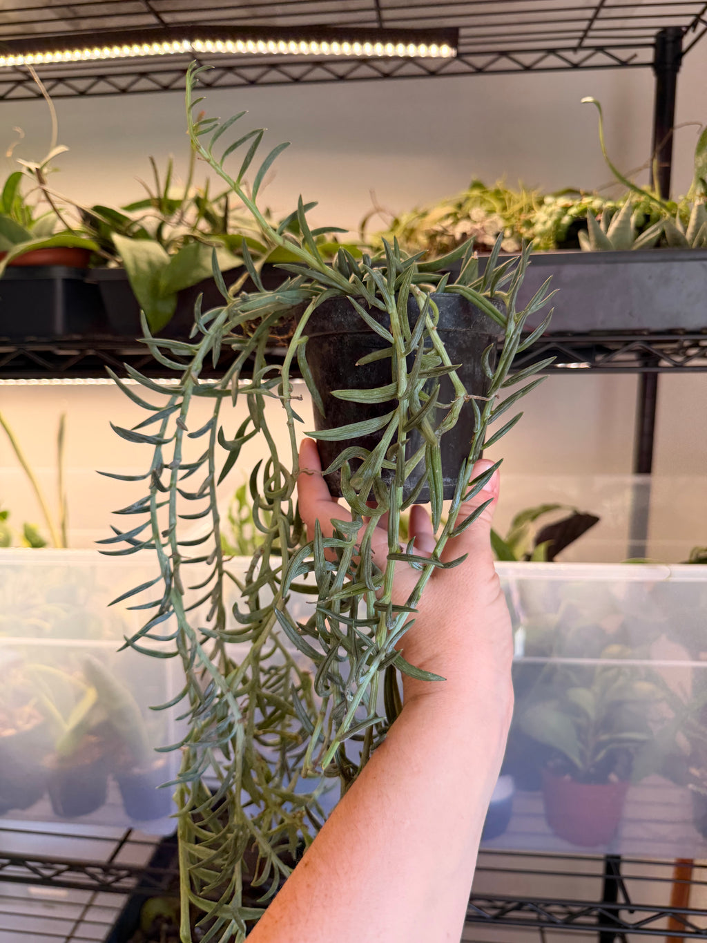 String of Fish Hooks