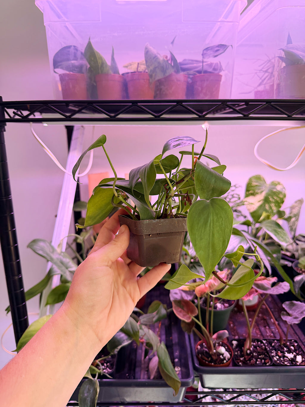 Heart Leaf Philodendron
