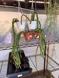Rhipsalis Paradoxa