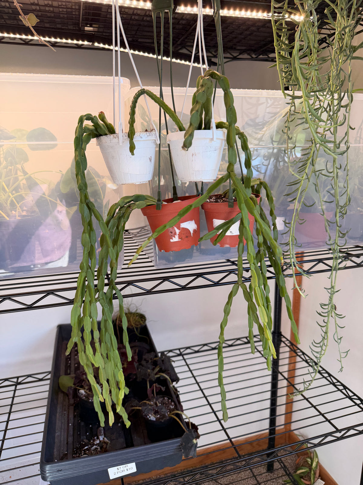 Rhipsalis Paradoxa