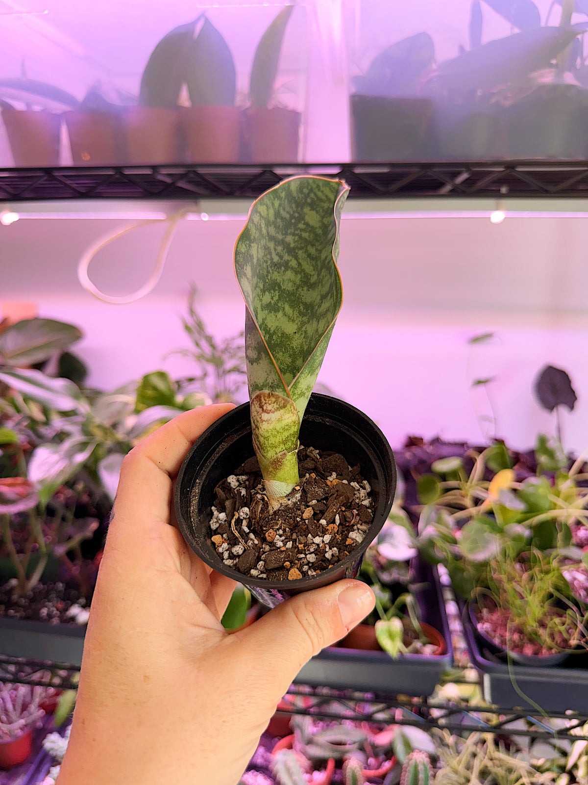 Small Whale Fin Snake Plant