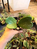 Hoya Kerrii Splash
