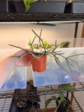 Rhipsalis Pilocarpa