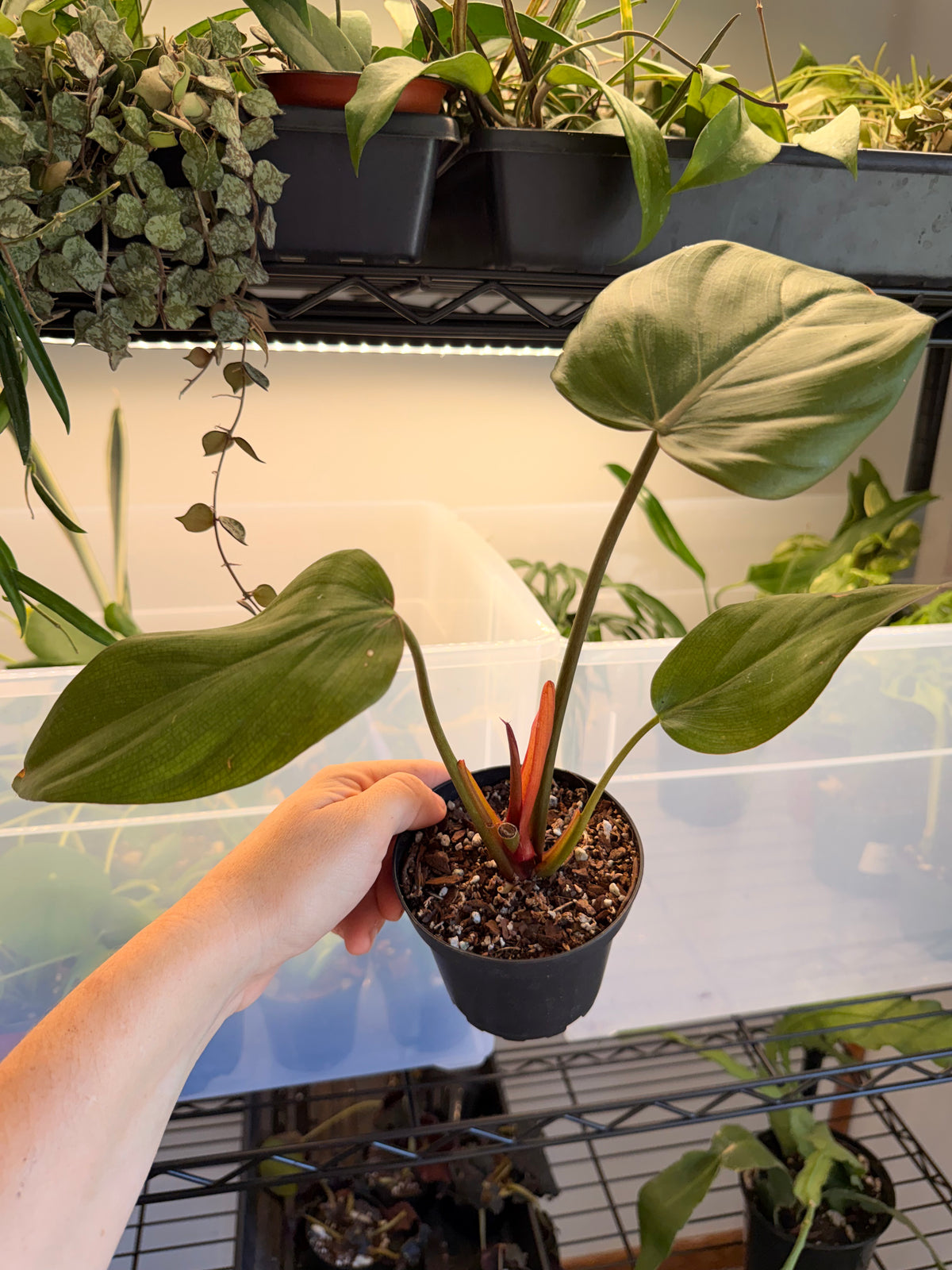Philodendron ‘Summer Glory’