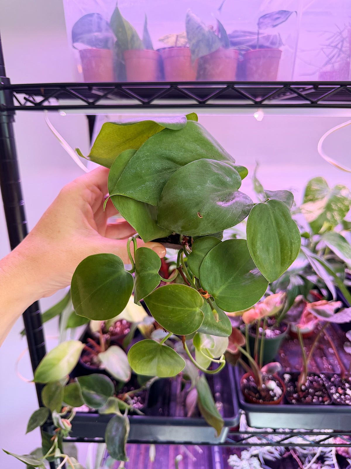 Heart Leaf Philodendron