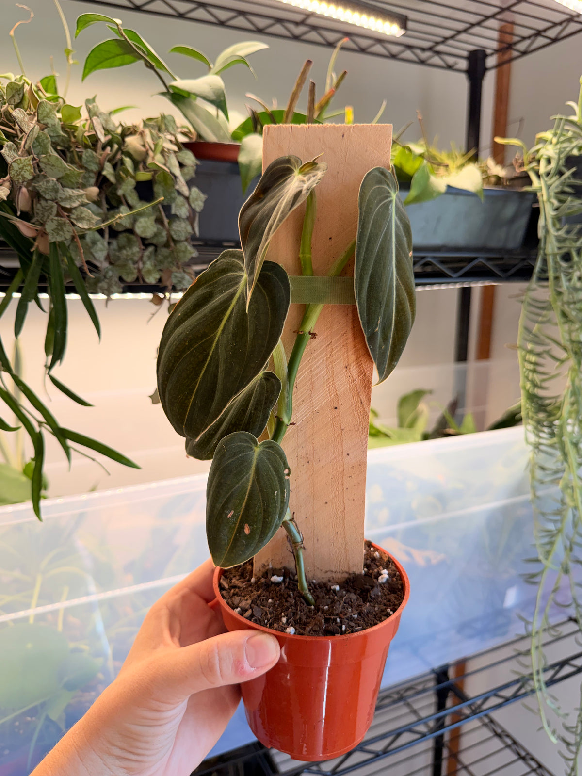 Philodendron ‘Melanochrysum’