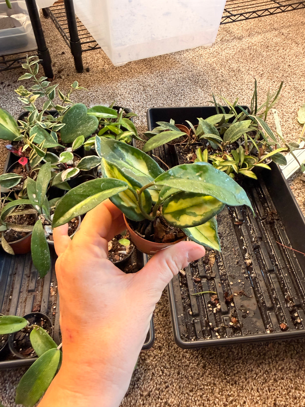 Hoya Krimson Princess