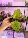 Hoya Callistophylla