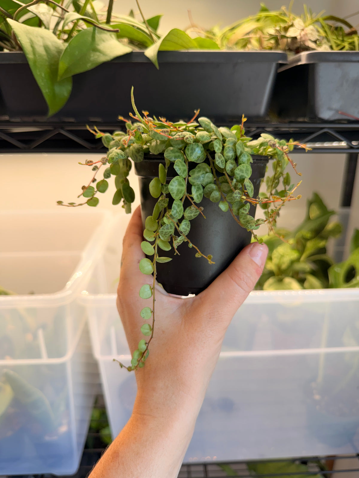 String of Turtles