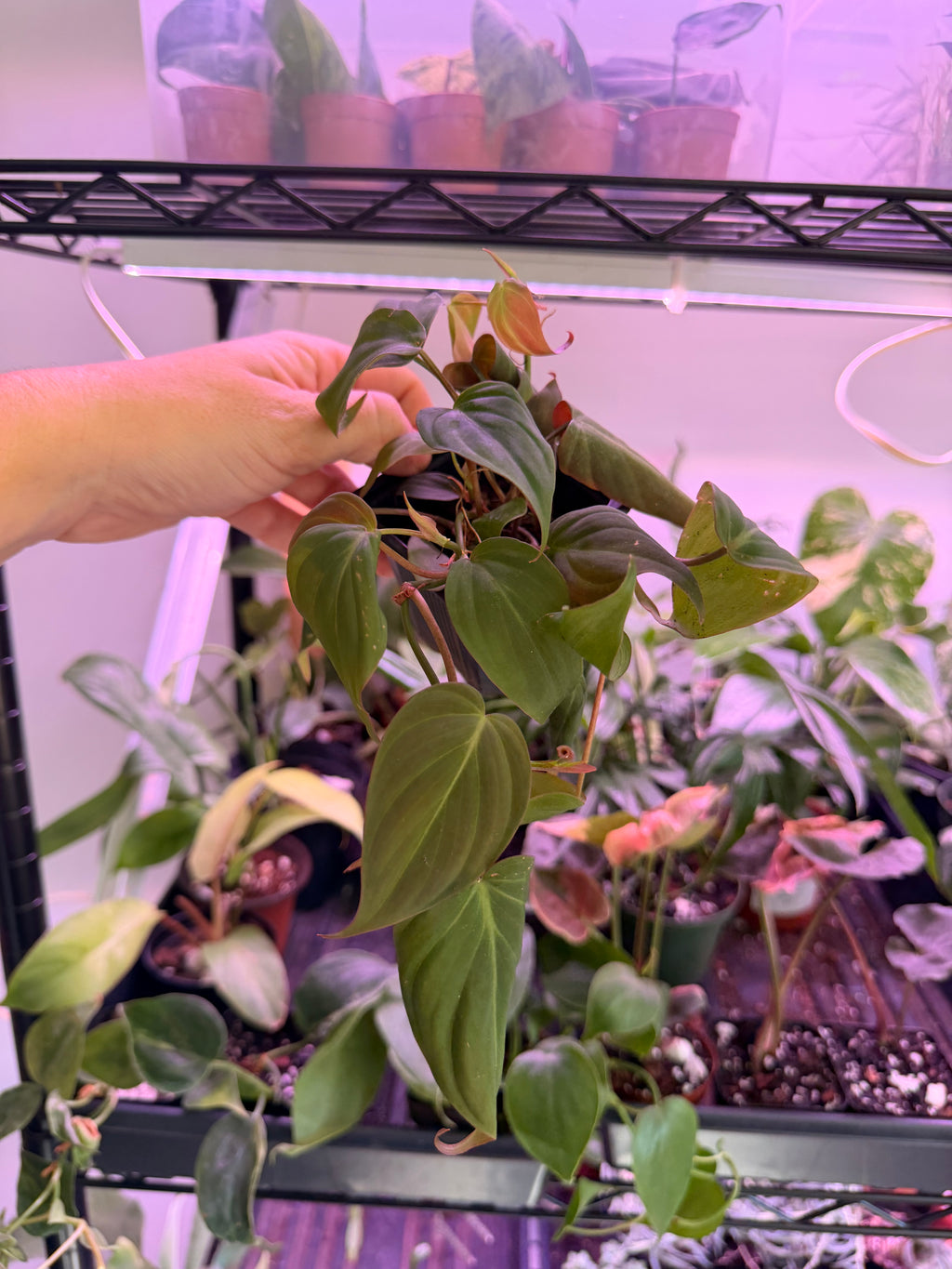 Philodendron Micans