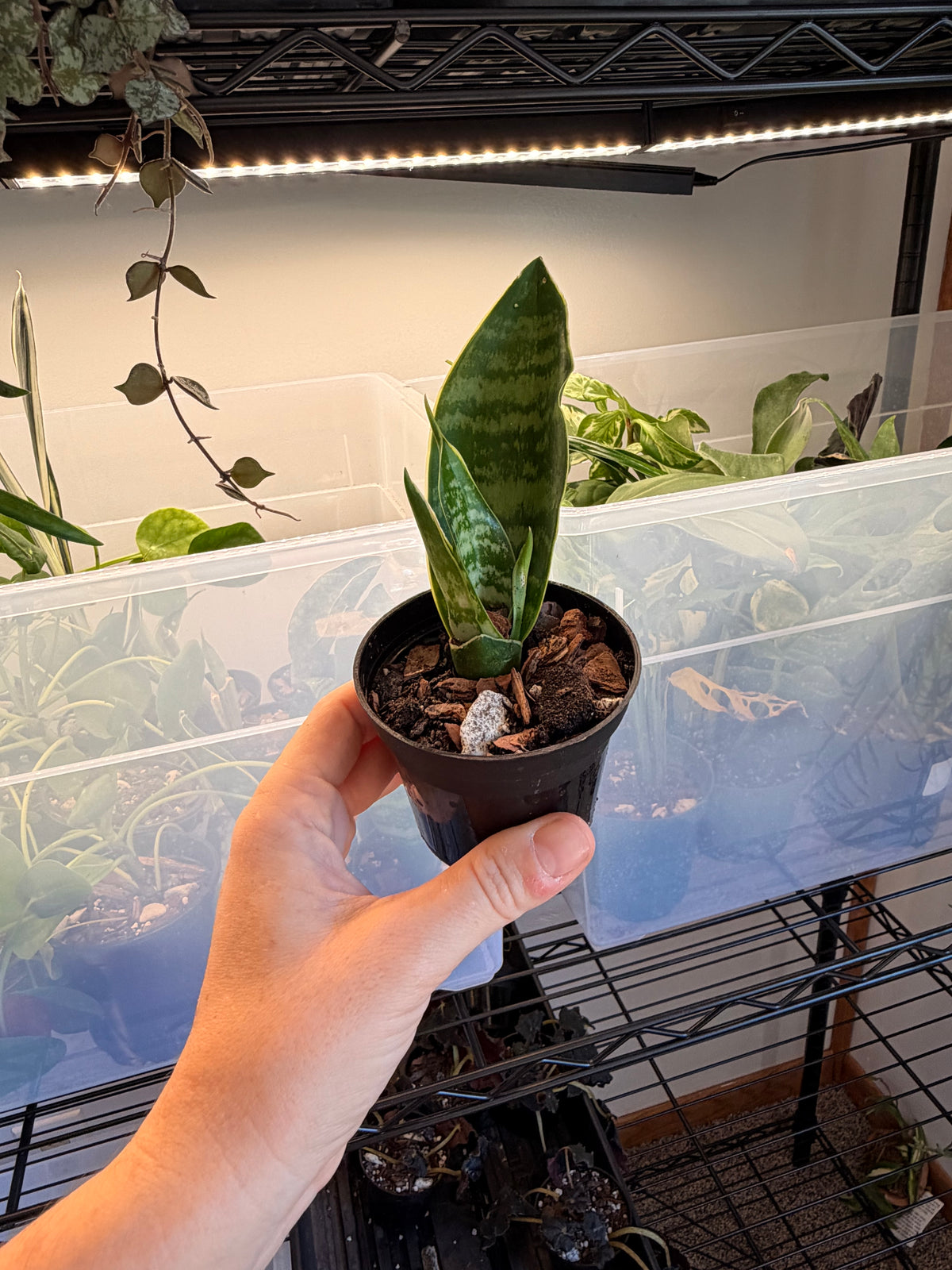 Snake Plant NOID