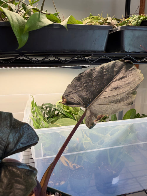 Alocasia Antoro Velvet