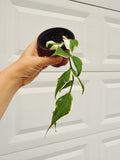 Hoya Polyneura Albomarginata 4in Grower Pot