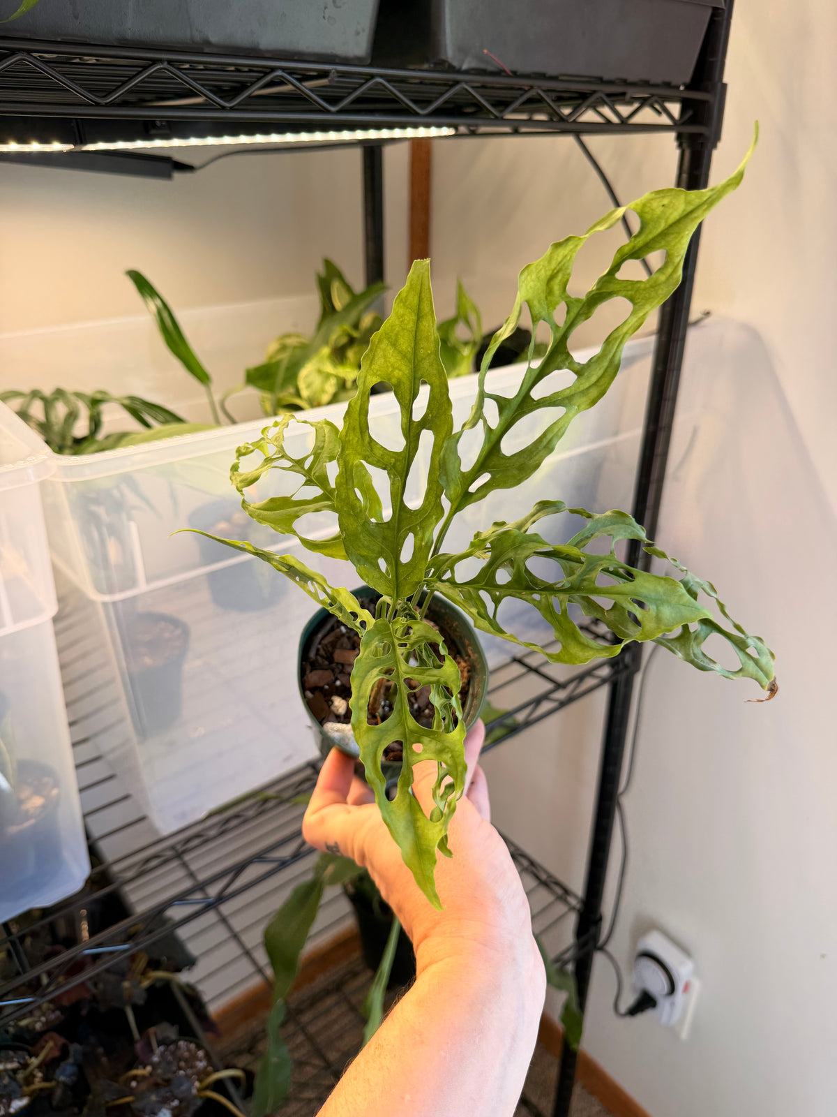 Monstera Obliqua Peru