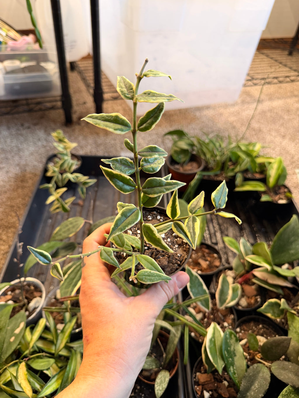 Hoya Bella Outer Variegated