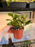 Peperomia Obtusifolia