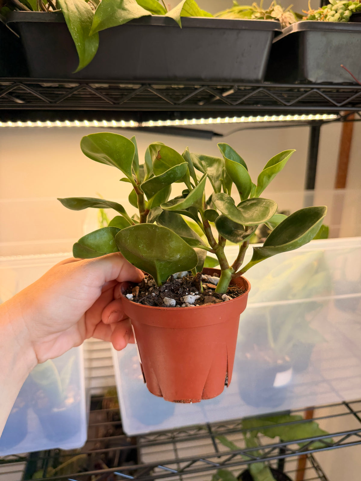 Peperomia Obtusifolia