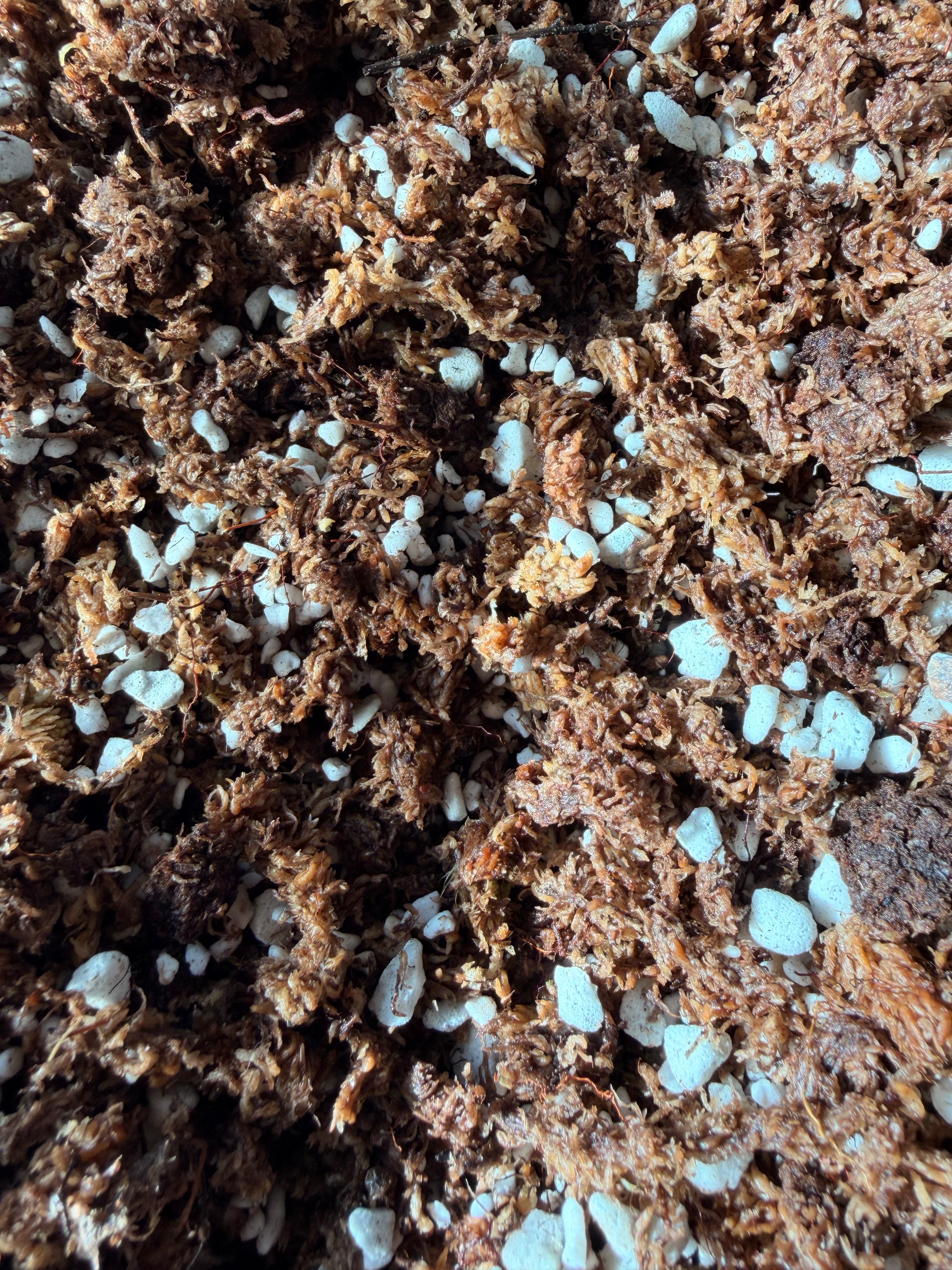 Sphag + Perlite