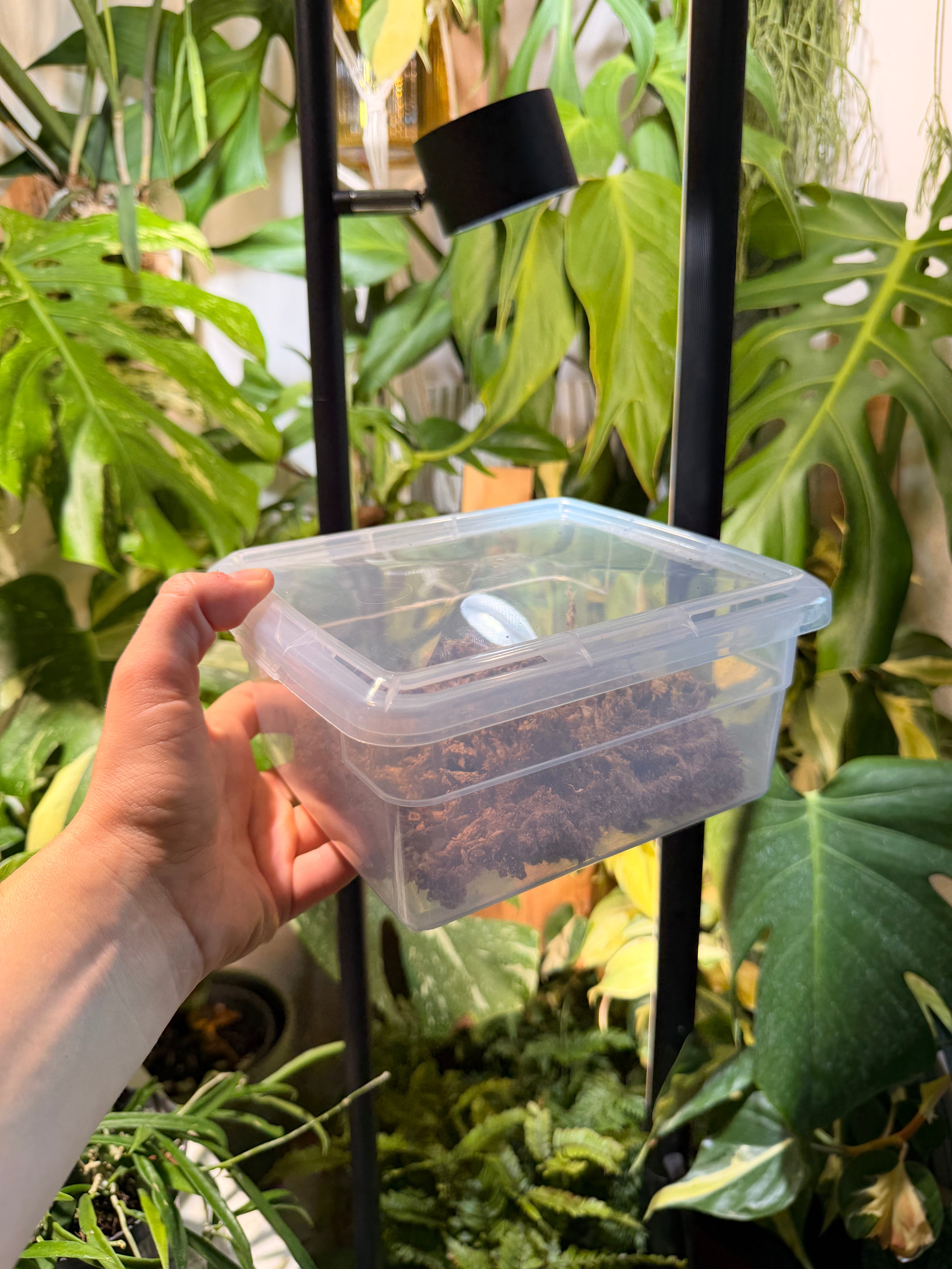Mini Propagation Dump Box