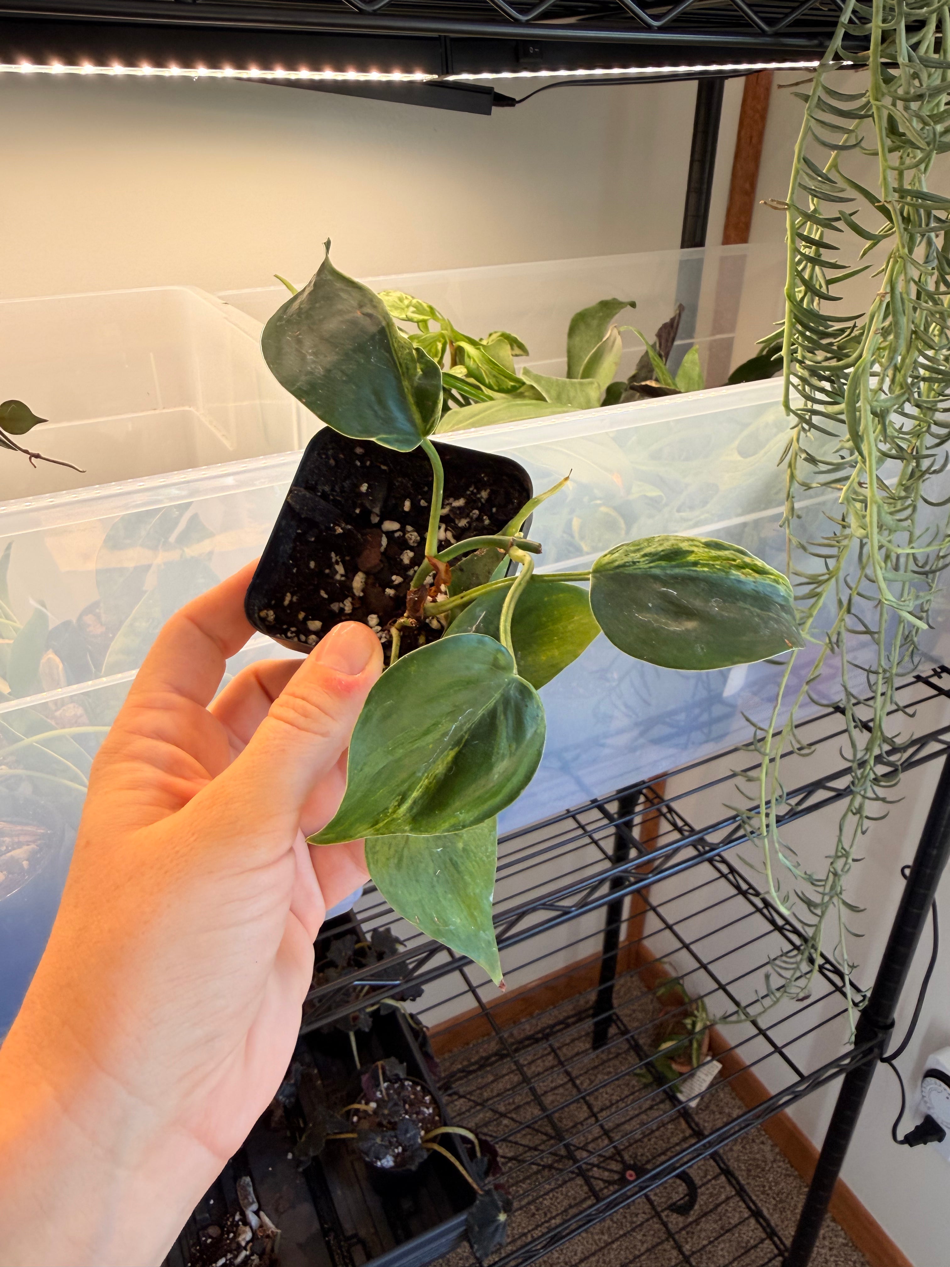 Variegated Heart Leaf Philodendron (Low Variegation)